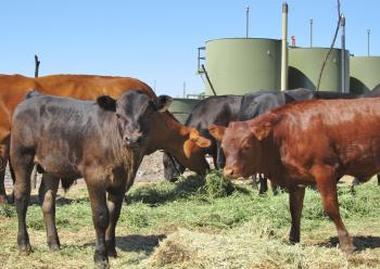 cattle and oil tanks in New Mexico