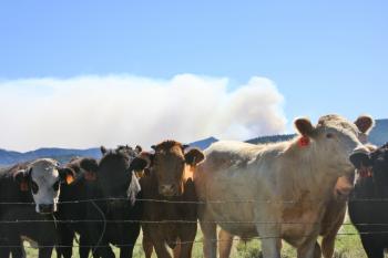 cattle with forest fire in the distance